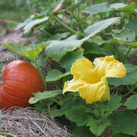 Les Jardins D'Atyoula Losse Εξωτερικό φωτογραφία