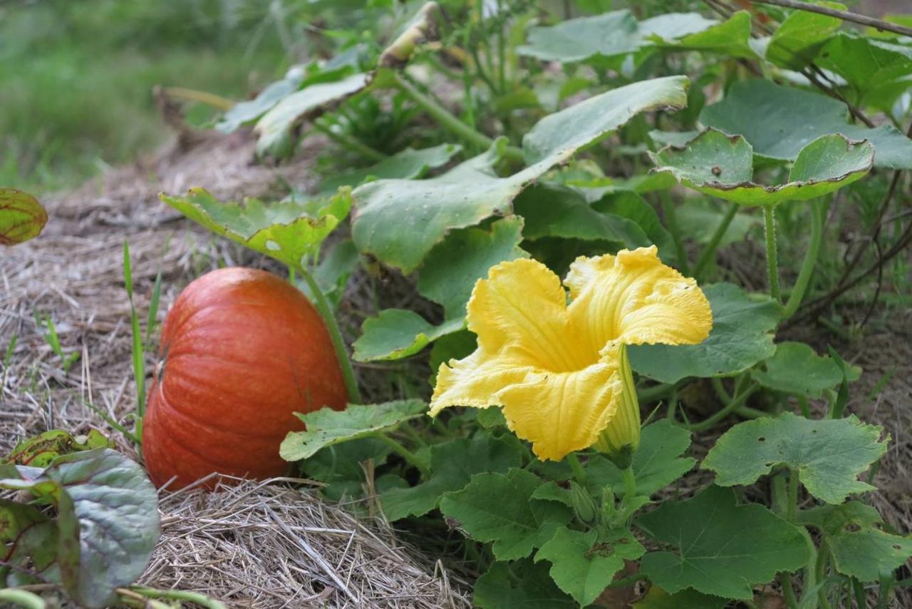 Les Jardins D'Atyoula Losse Εξωτερικό φωτογραφία